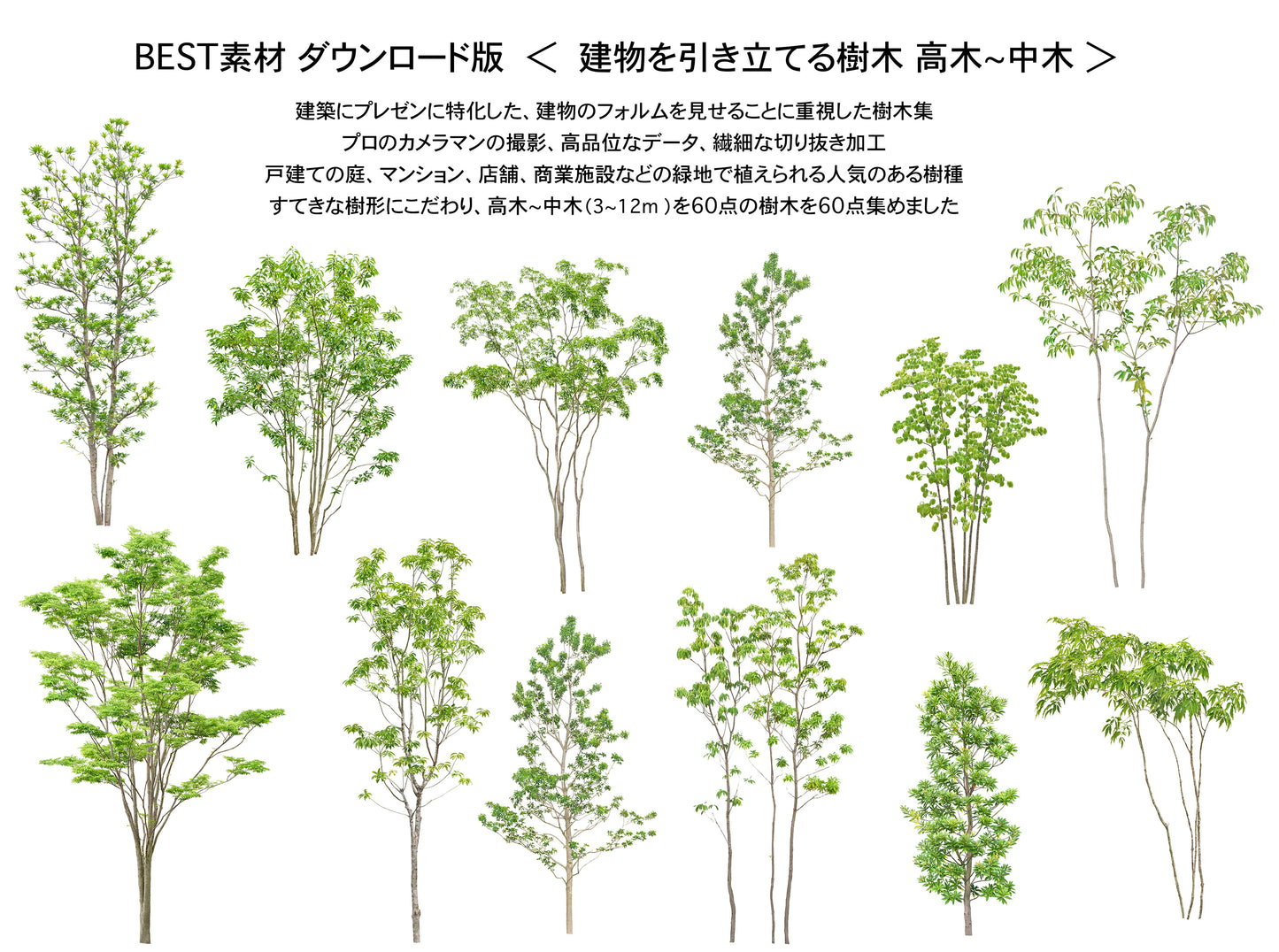 【BEST素材】(建物を引き立てる樹木)高木-中木