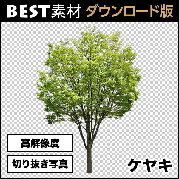 【BEST素材】高解像度の切り抜き写真_ケヤキ02