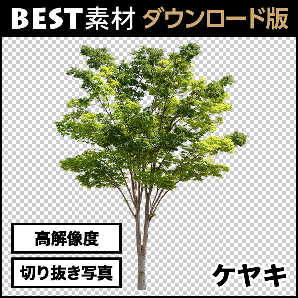 【BEST素材】高解像度の切り抜き写真_ケヤキ01