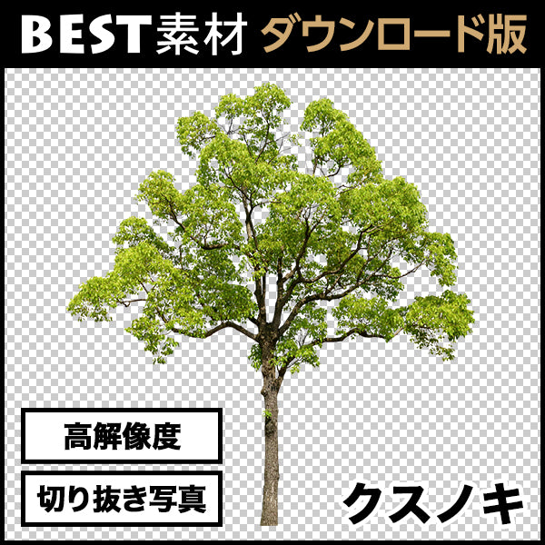 【BEST素材】高解像度の切り抜き写真_クスノキ02
