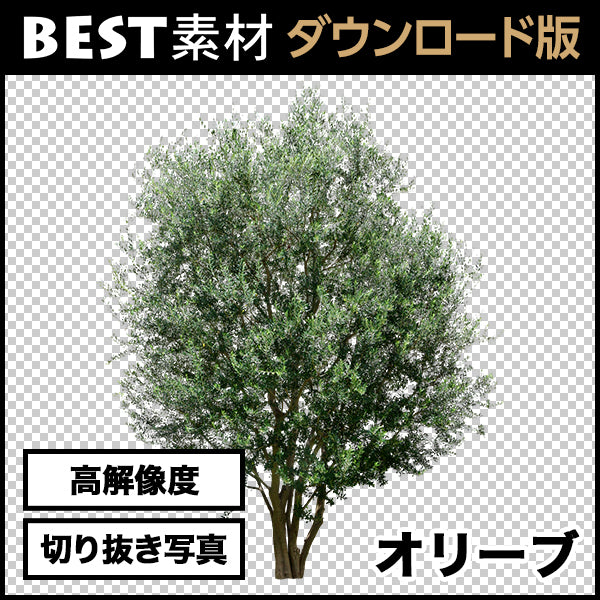 【BEST素材】高解像度の切り抜き写真_オリーブ01