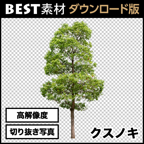 【BEST素材】高解像度の切り抜き写真_クスノキ03