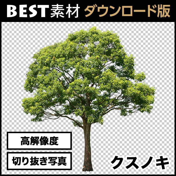 【BEST素材】高解像度の切り抜き写真_クスノキ01