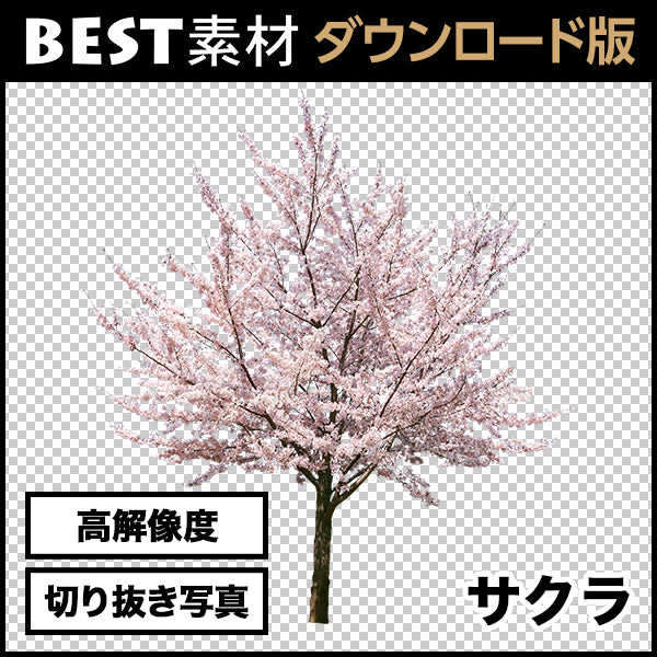 【BEST素材】高解像度の切り抜き写真_サクラ01