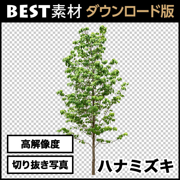 【BEST素材】高解像度の切り抜き写真_ハナミズキ01