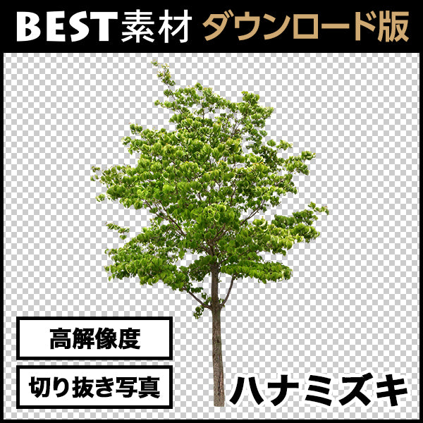 【BEST素材】高解像度の切り抜き写真_ハナミズキ02