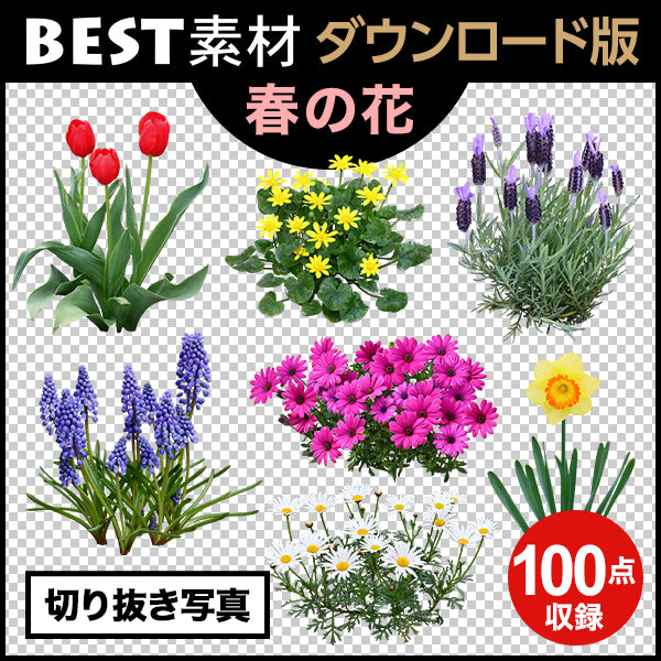 【BEST素材】春の花