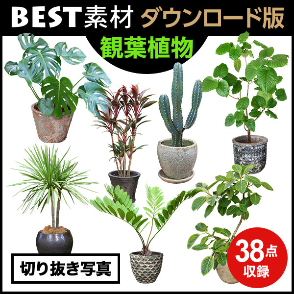 【BEST素材】観葉植物