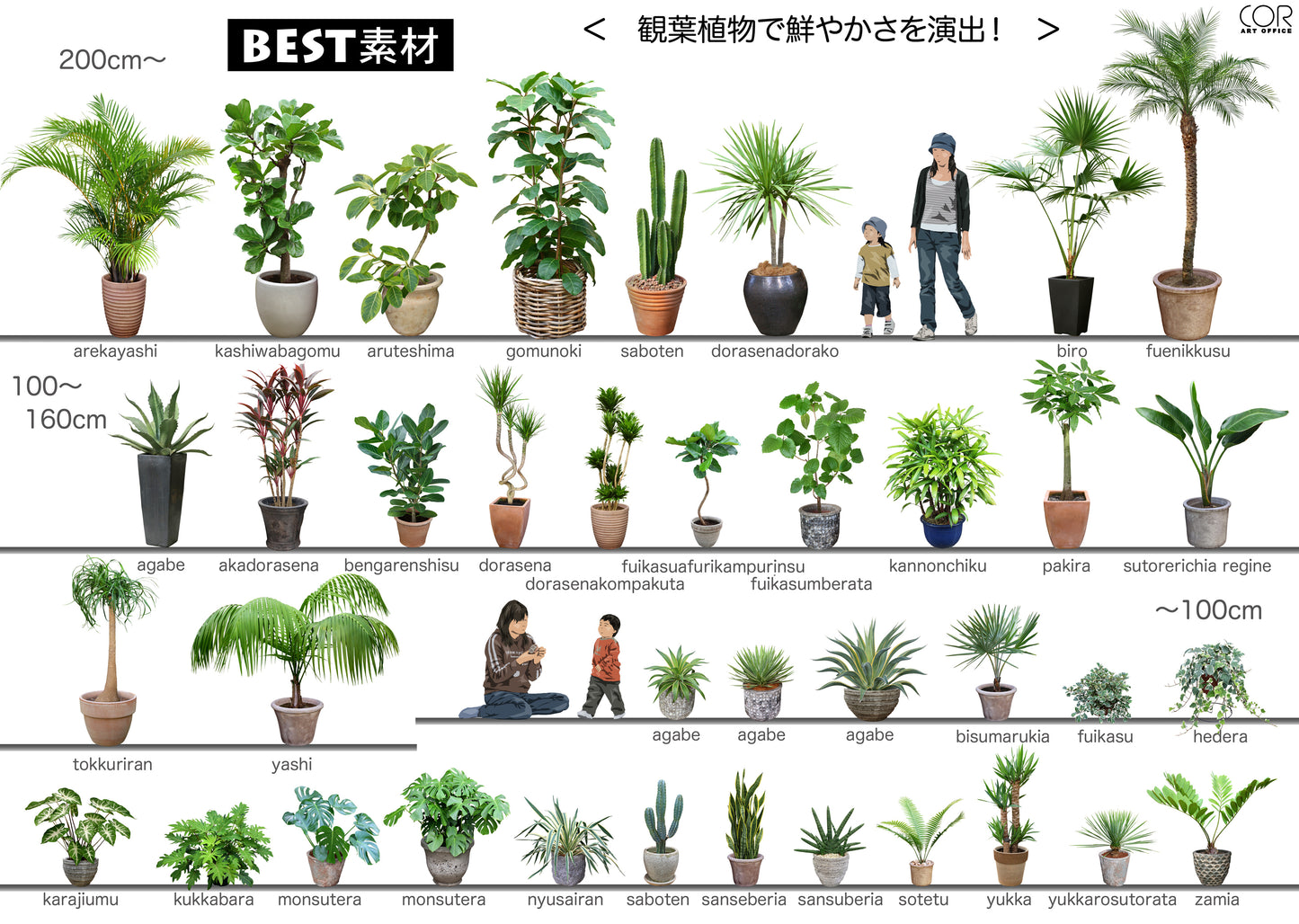 【BEST素材】観葉植物
