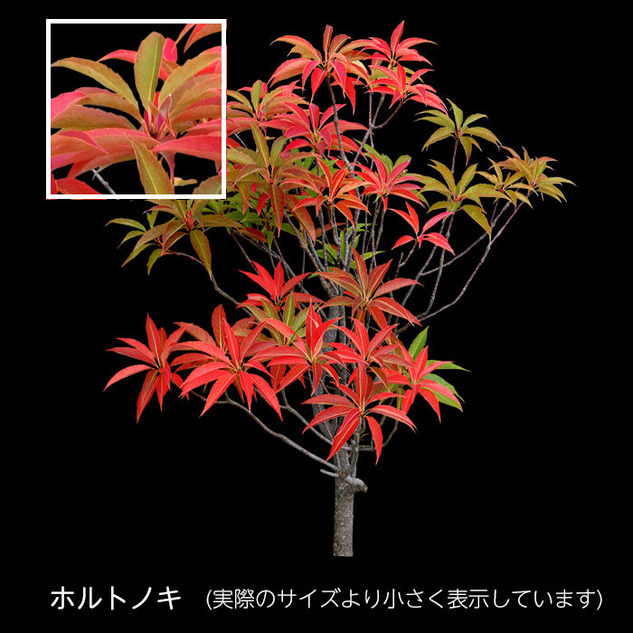 【BEST素材】秋を彩る紅葉樹木