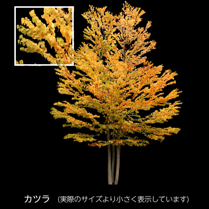 【BEST素材】秋を彩る紅葉樹木