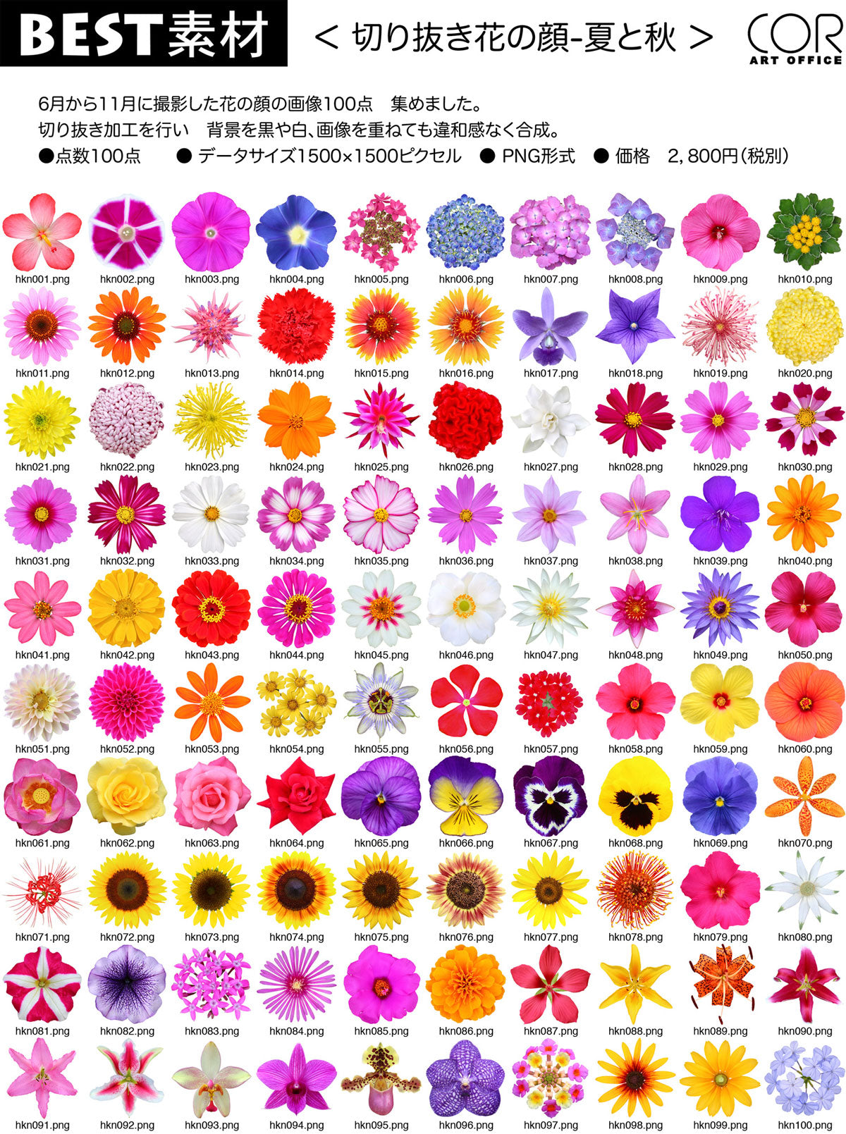 【BEST素材】花の顔-夏と秋