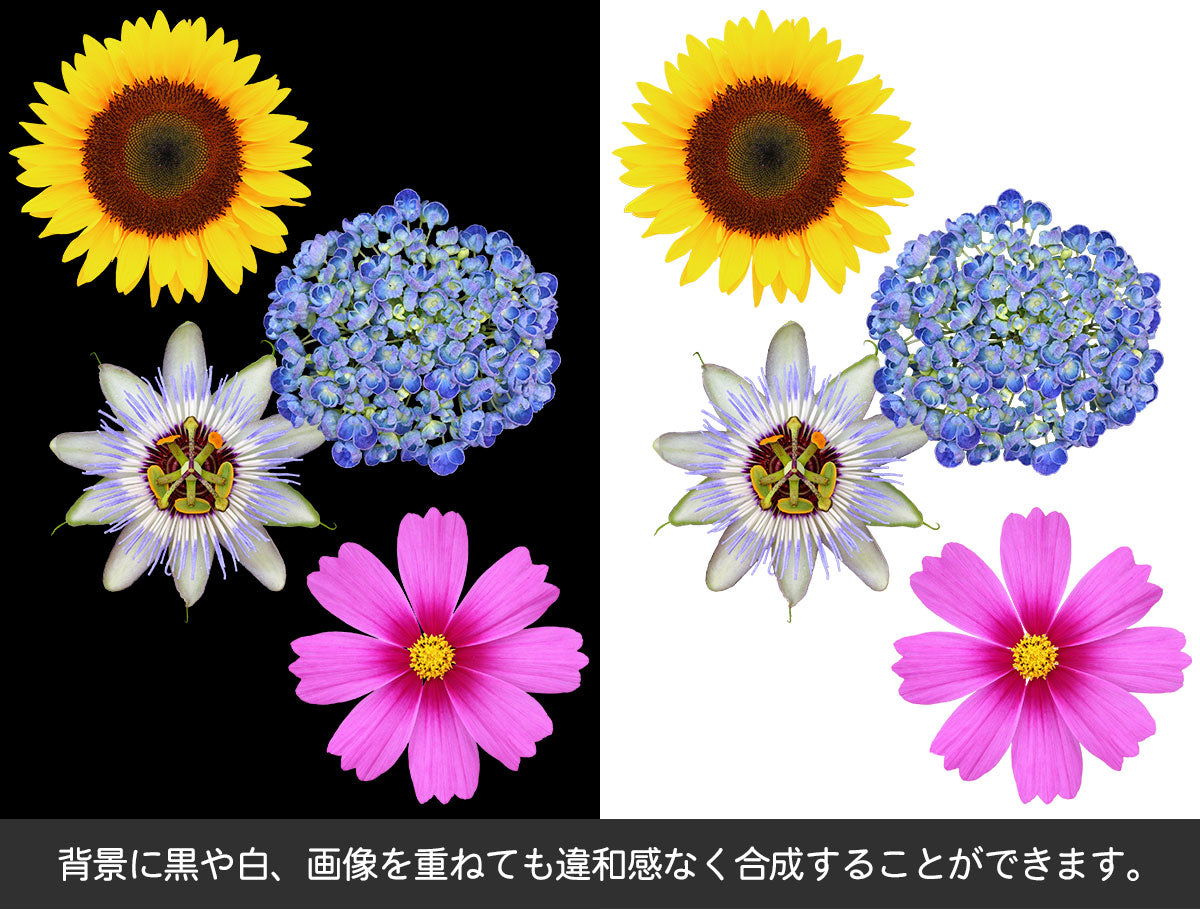 【BEST素材】花の顔-夏と秋