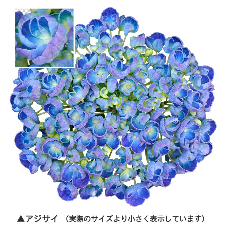 【BEST素材】花の顔-夏と秋