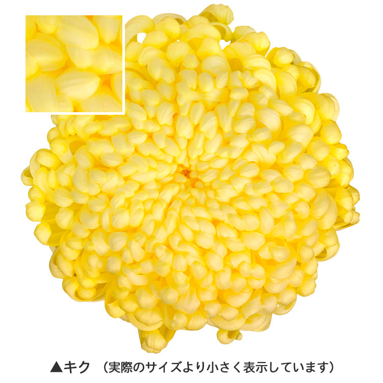 【BEST素材】花の顔-夏と秋