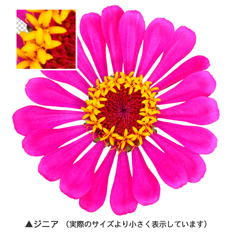 【BEST素材】花の顔-夏と秋