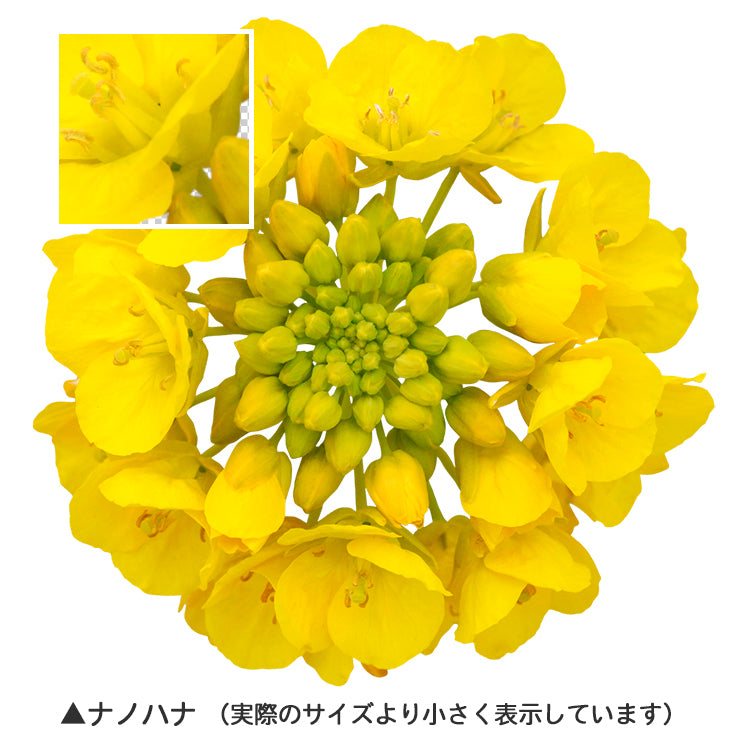 【BEST素材】花の顔-春と冬