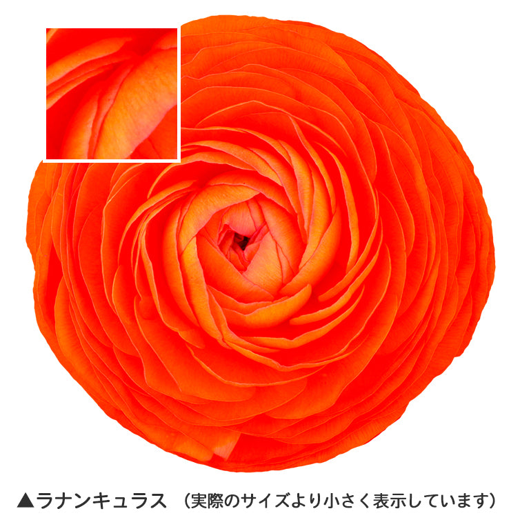 【BEST素材】花の顔-春と冬