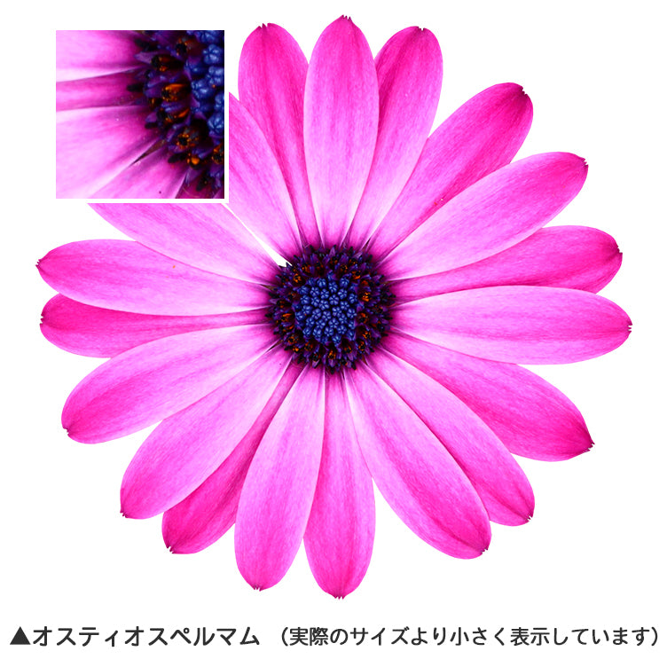 【BEST素材】花の顔-春と冬
