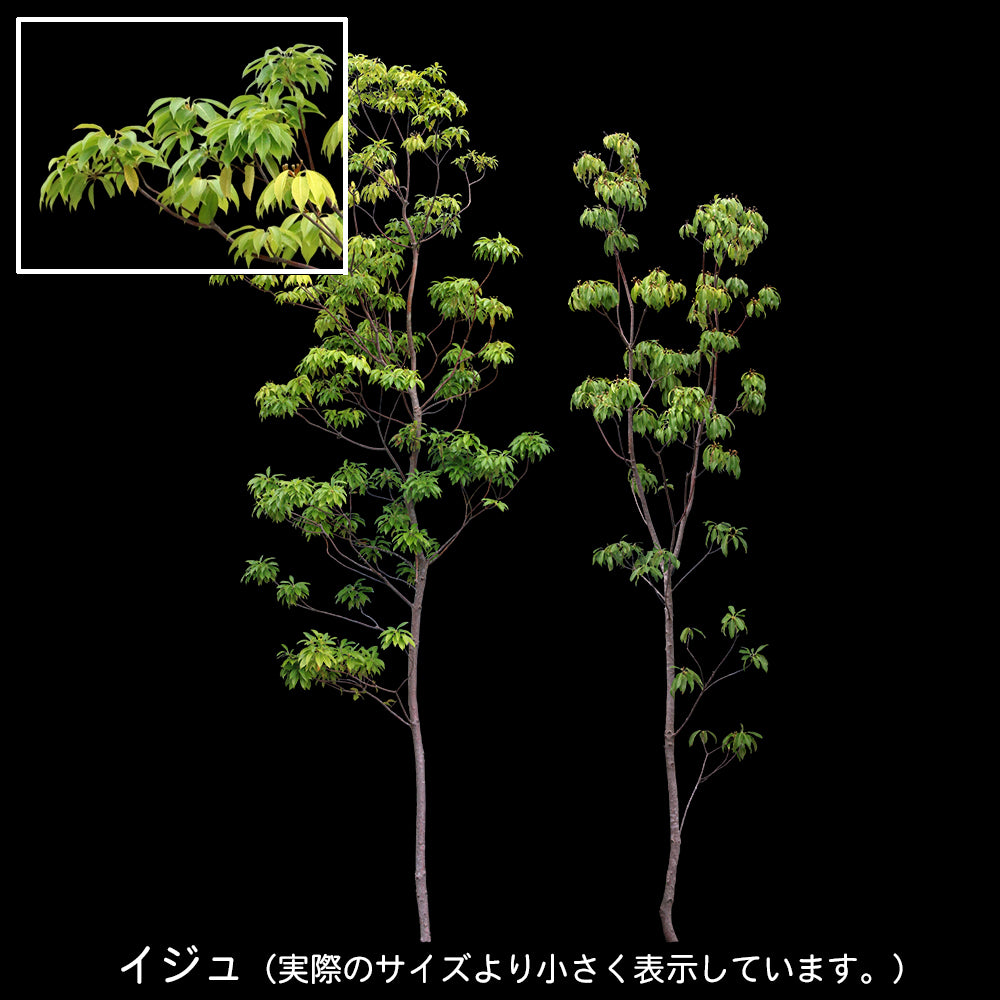 【BEST素材】高解像度の切り抜き写真_イジュ