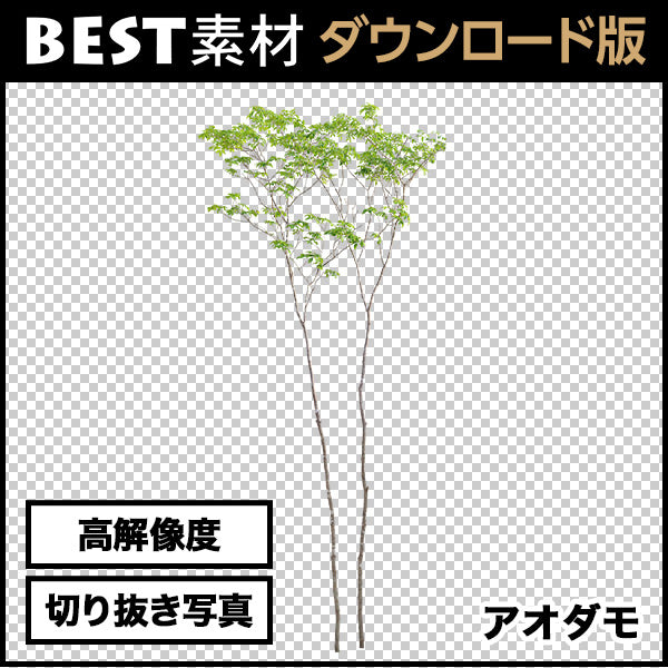 【BEST素材】高解像度の切り抜き写真_アオダモ02