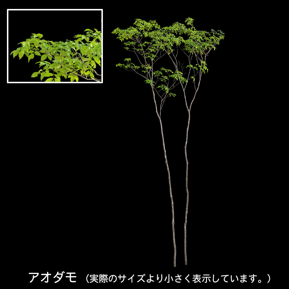 【BEST素材】高解像度の切り抜き写真_アオダモ02