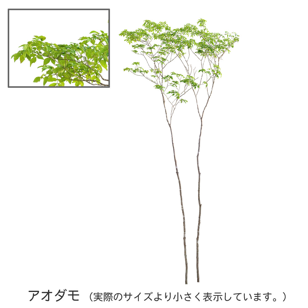 【BEST素材】高解像度の切り抜き写真_アオダモ02