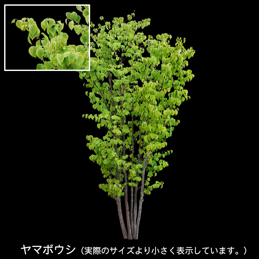 【BEST素材】高解像度の切り抜き写真_ヤマボウシ01
