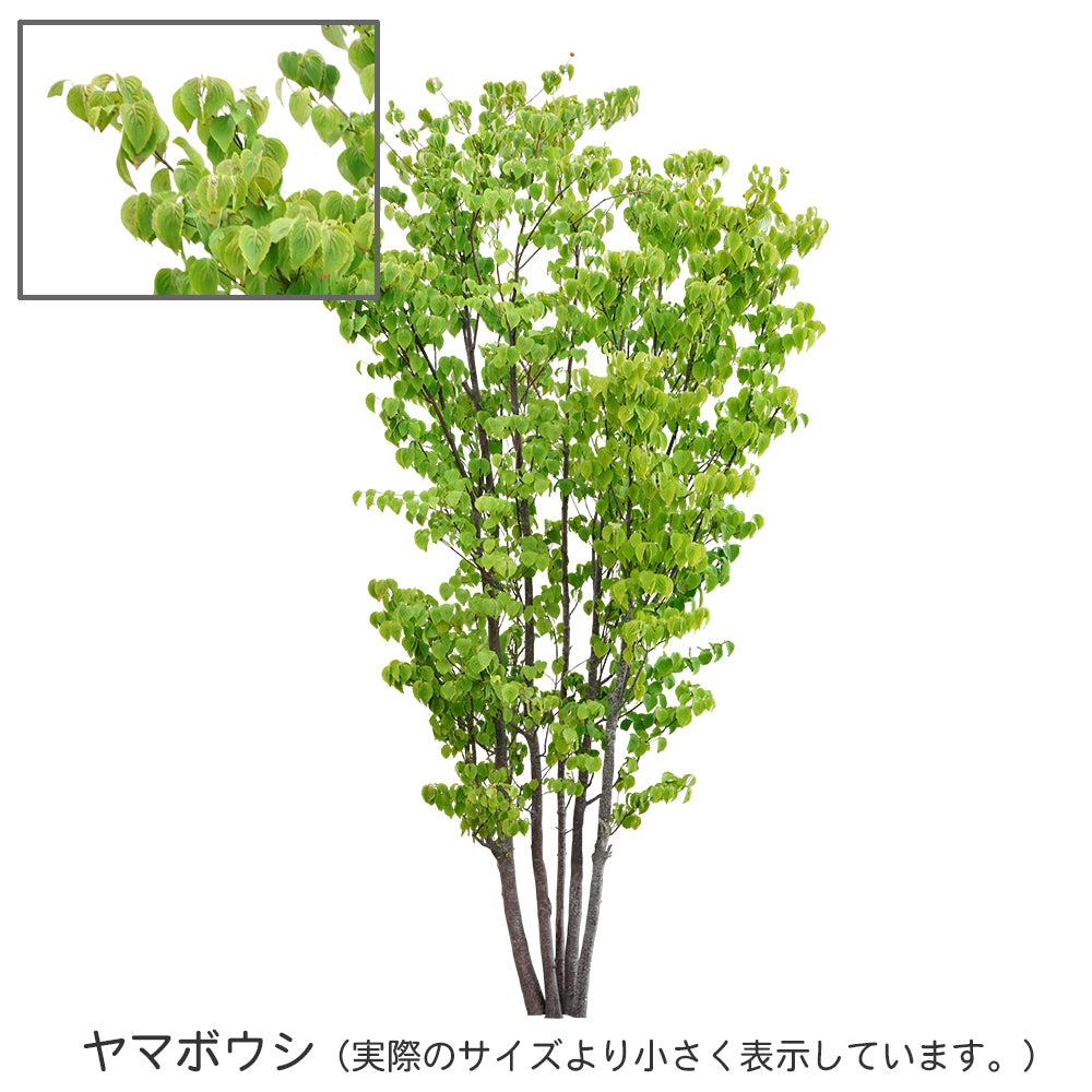【BEST素材】高解像度の切り抜き写真_ヤマボウシ01