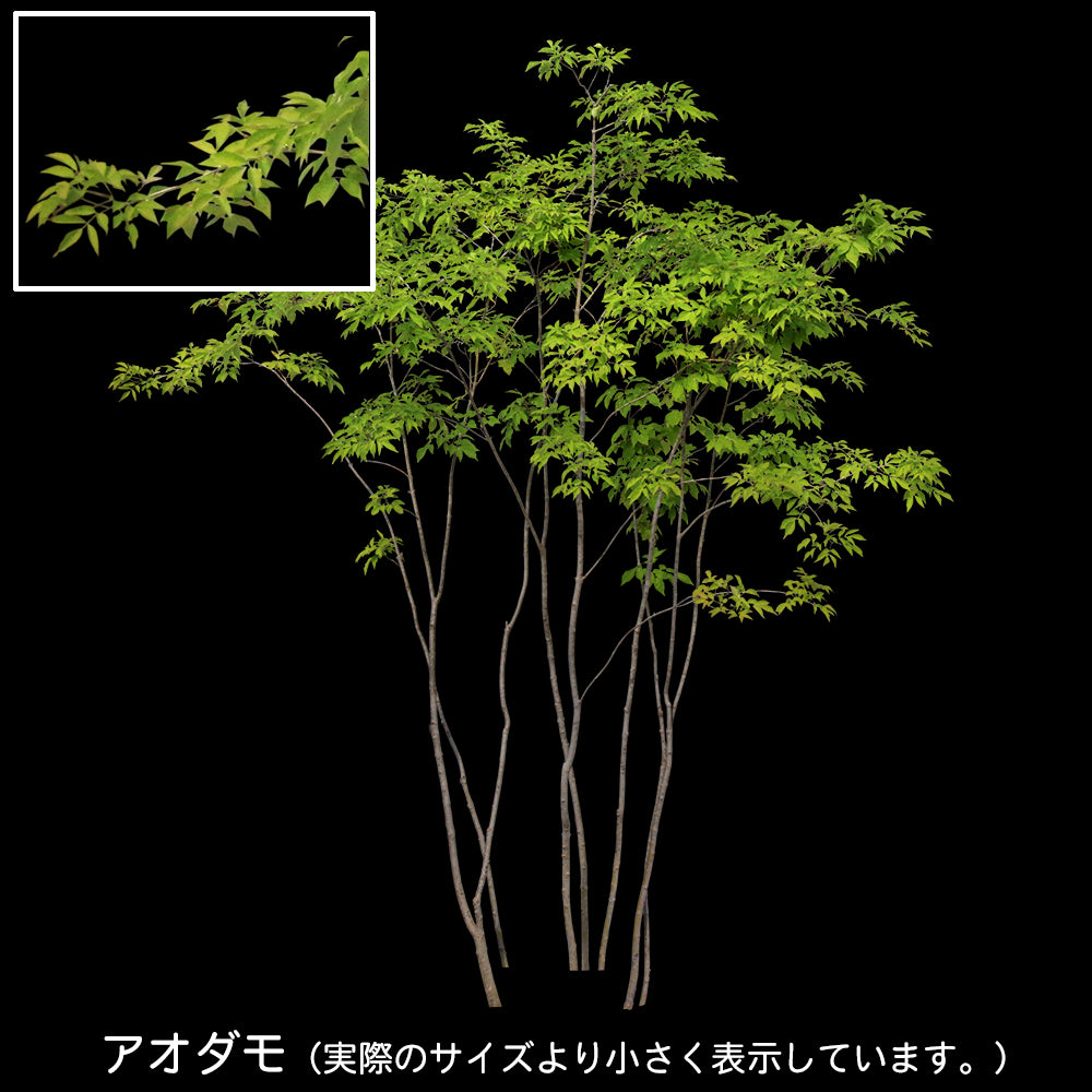 【BEST素材】高解像度の切り抜き写真_アオダモ01
