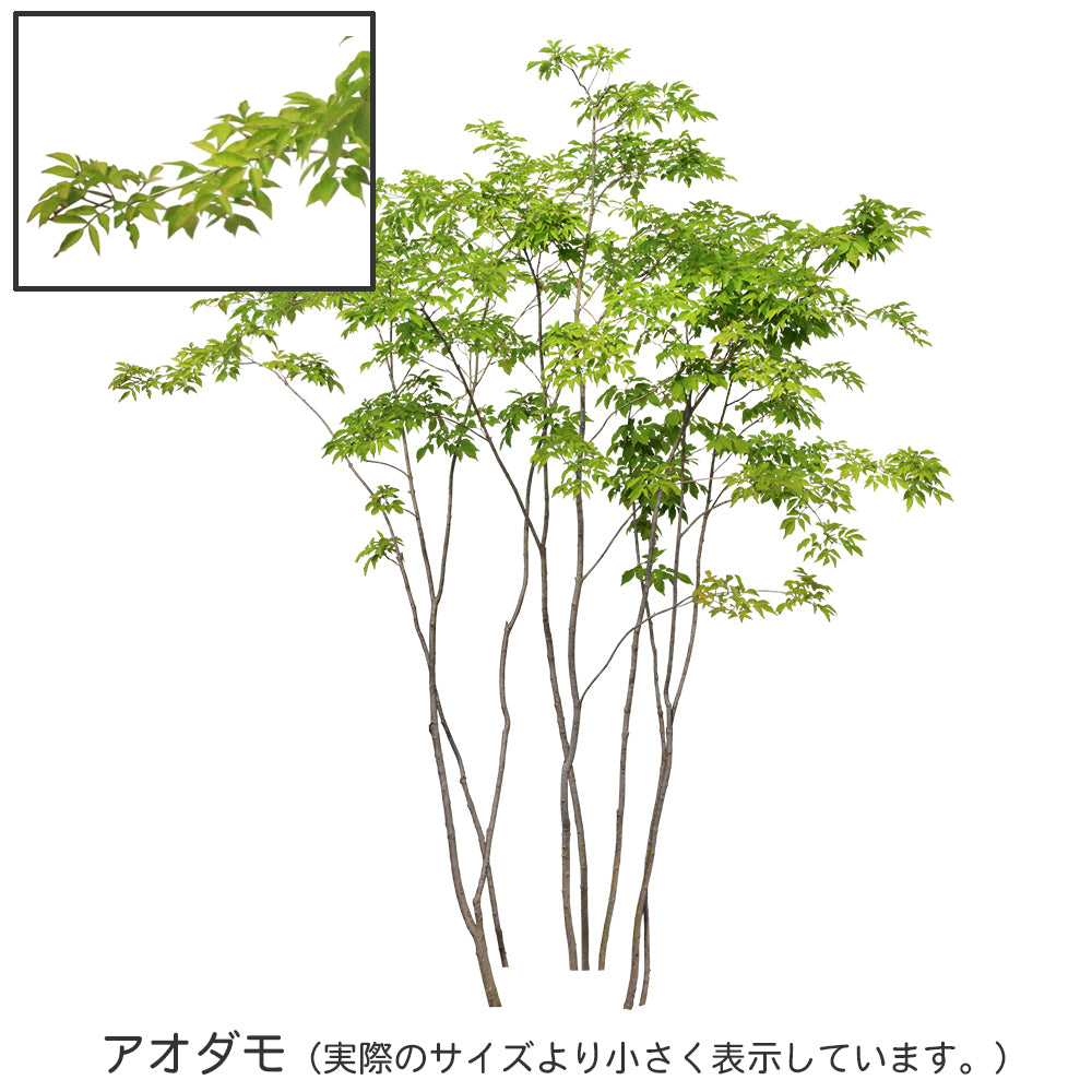 【BEST素材】高解像度の切り抜き写真_アオダモ01