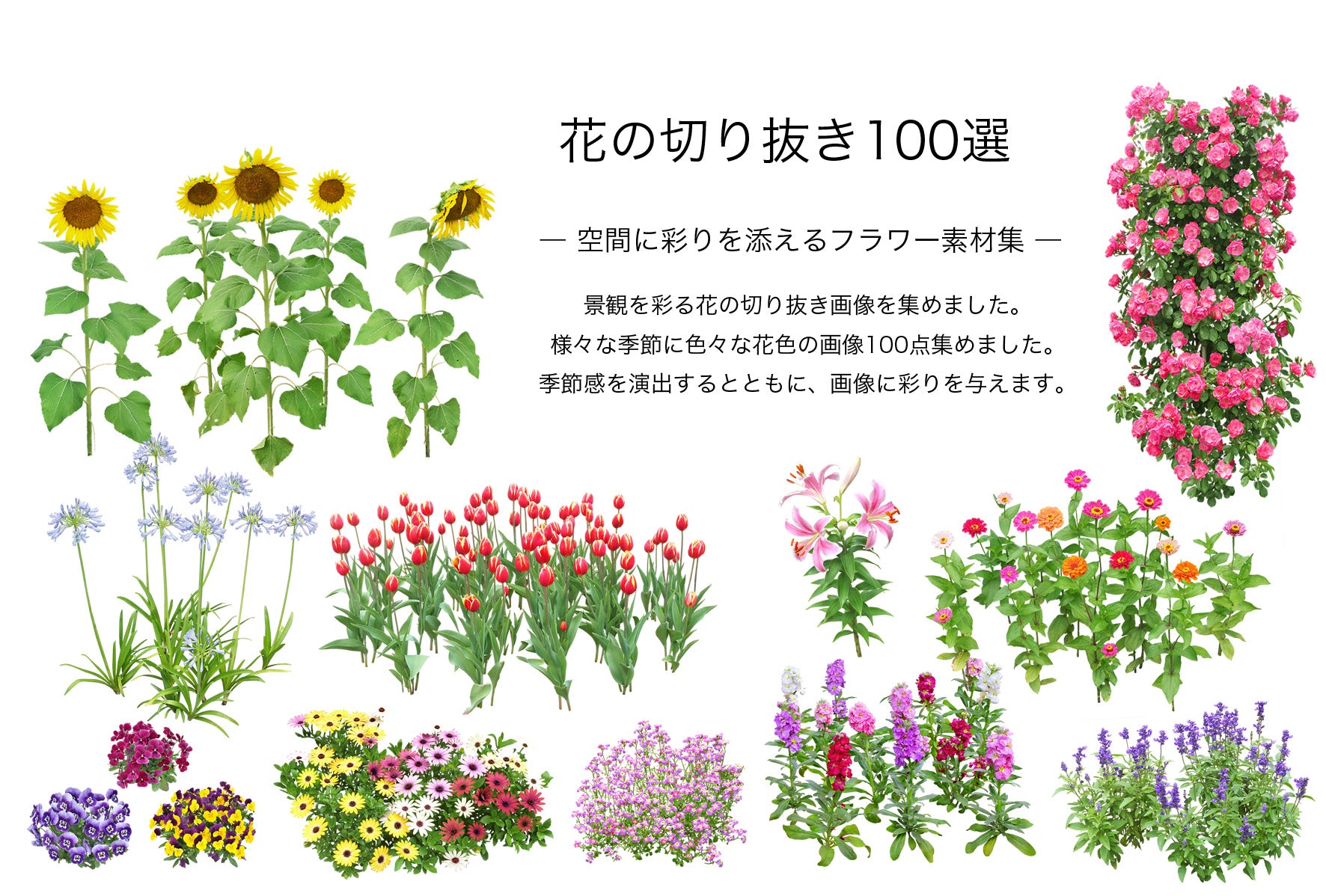 BEST素材】花の切り抜き100選―空間に彩りを添えるフラワー素材集