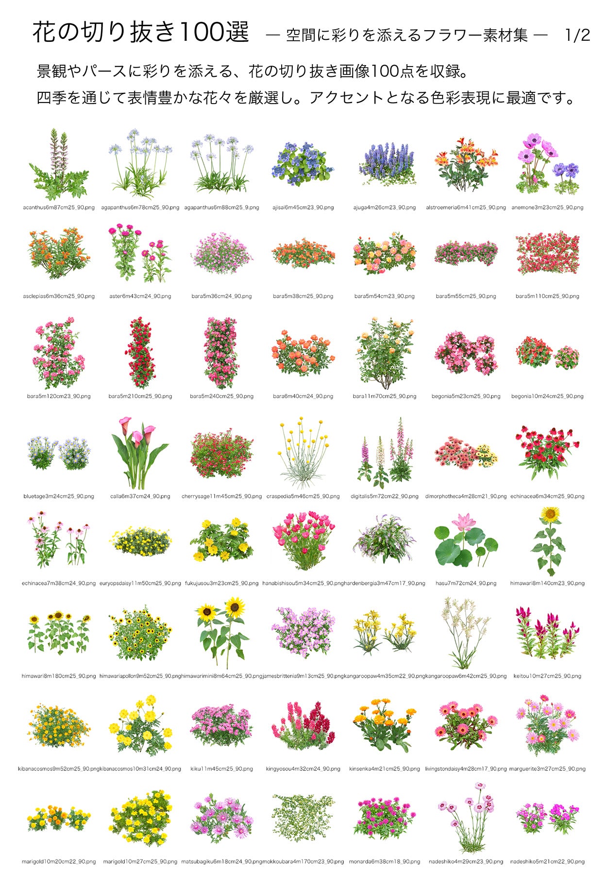 BEST素材】花の切り抜き100選―空間に彩りを添えるフラワー素材集