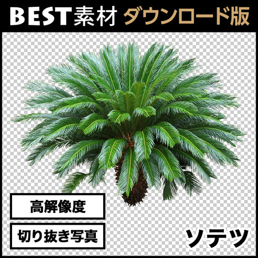 【BEST素材】高解像度の切り抜き写真_ソテツ01