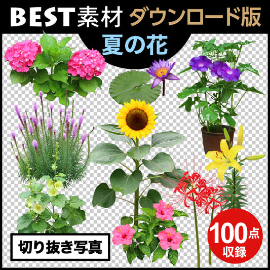【BEST素材】夏の花