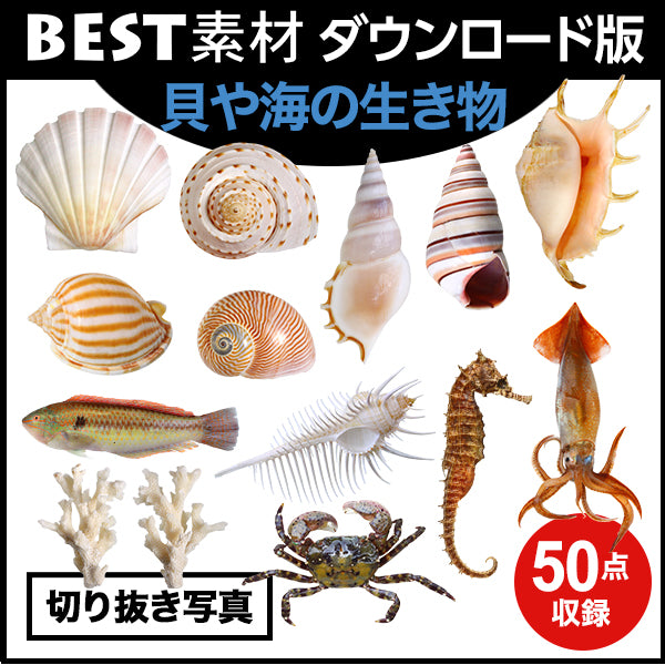 【BEST素材】貝や海の生き物