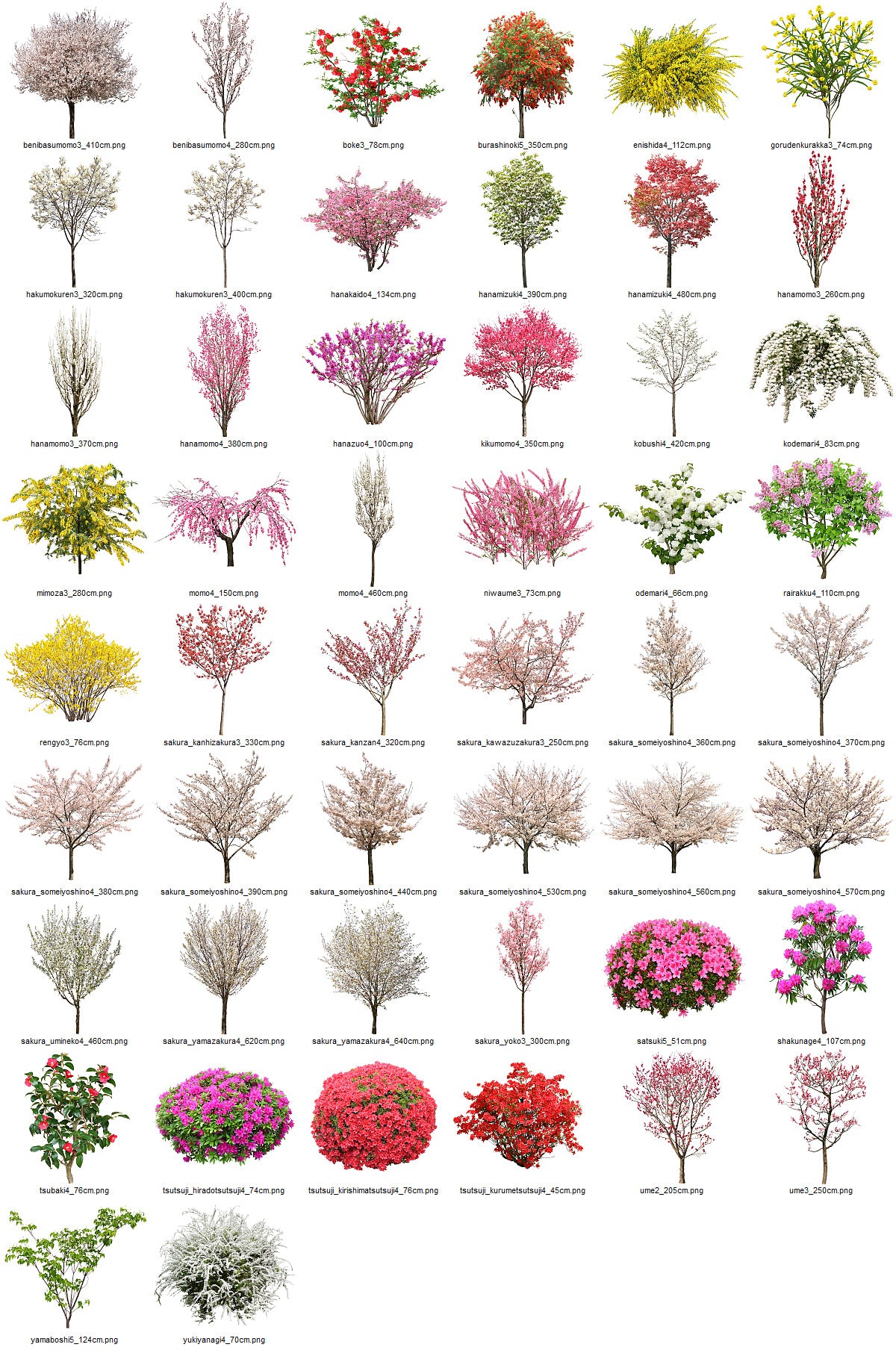 【BEST素材】街を彩る春の花樹