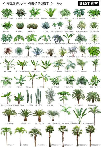 【BEST素材】南国風やリゾート感あふれる樹木！
