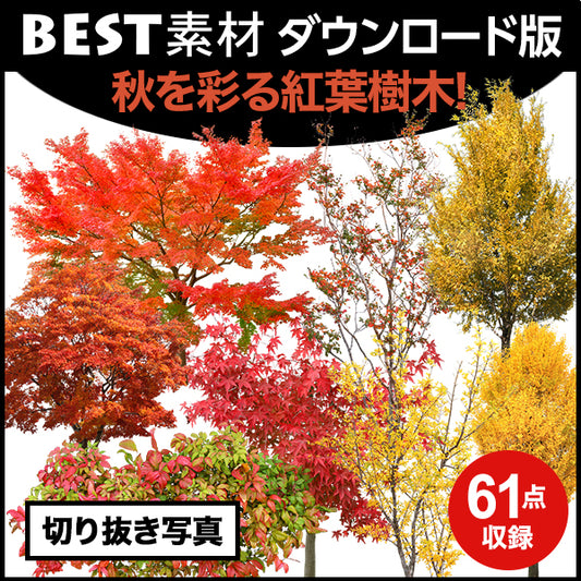 【BEST素材】秋を彩る紅葉樹木