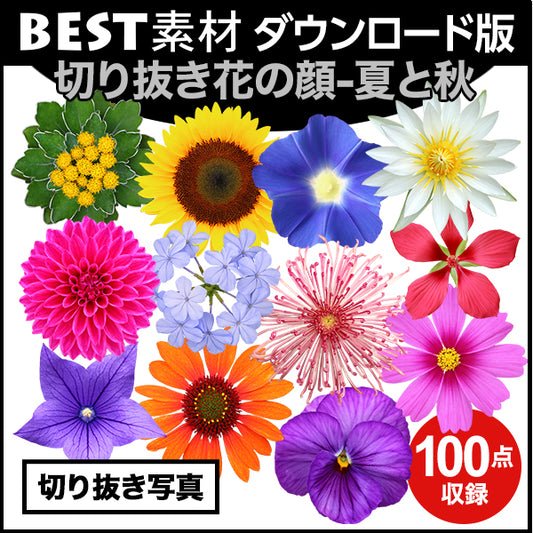 【BEST素材】花の顔-夏と秋