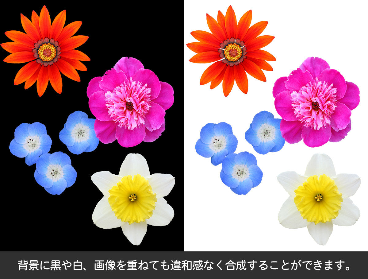 【BEST素材】花の顔-春と冬