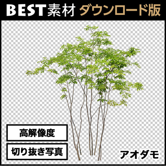 【BEST素材】高解像度の切り抜き写真_アオダモ01