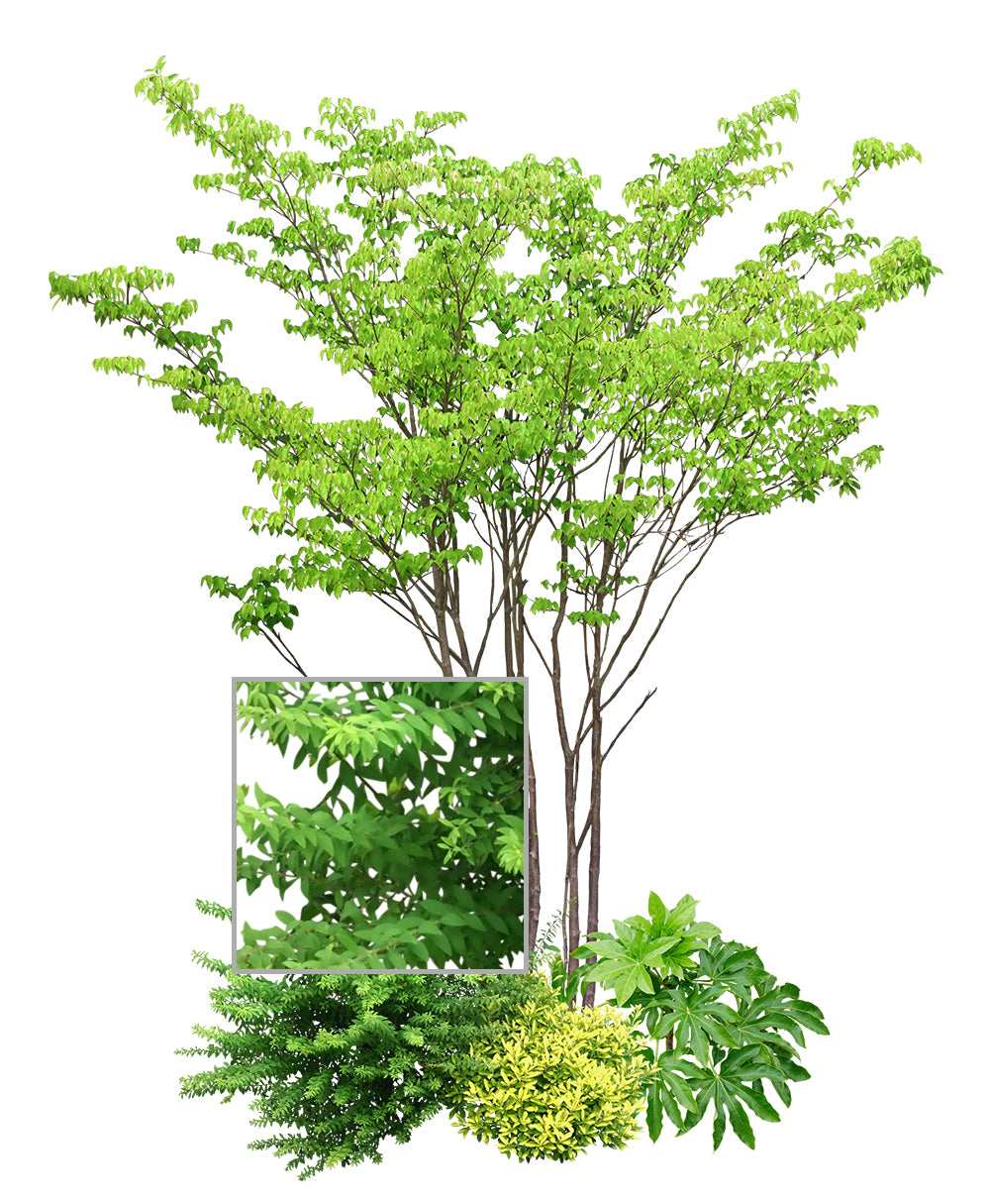 【BEST素材】寄せ植え樹木 簡単、きれい、リアルに合成！